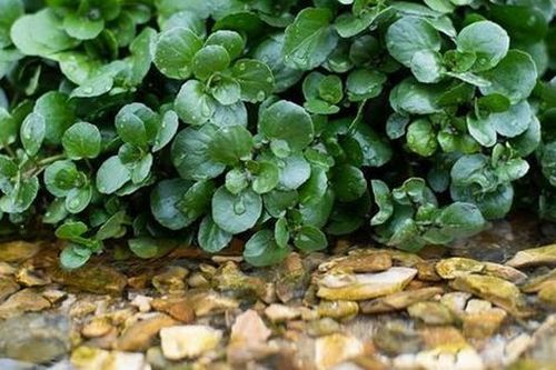 2 loại rau dễ là nơi 'tổ ký sinh trùng' ẩn náu, nhất là cái số 1