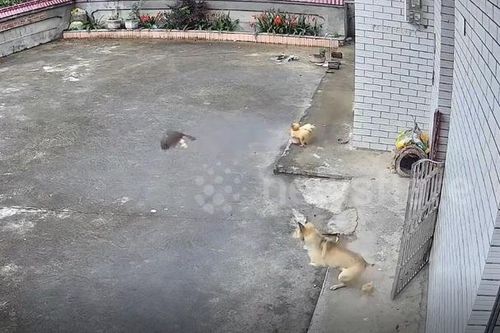 Đại bàng lao xuống bắt gà con, gà mẹ xông tới giải cứu và cái kết