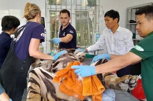 Quy trình khám sức khỏe cho 7 con hổ Đông Dương được tiến hành như thế nào?