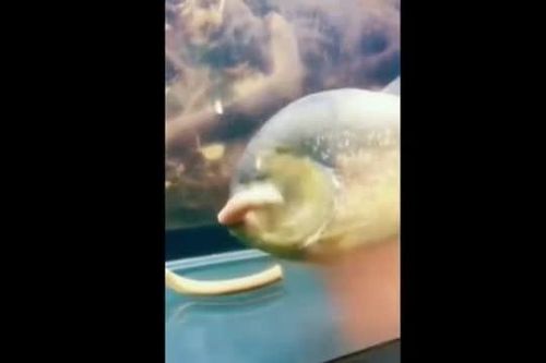 CLIP: Kinh hoàng khoảnh khắc cá Piranha tung đòn chí mạng, cắn đôi con mồi trong tích tắc