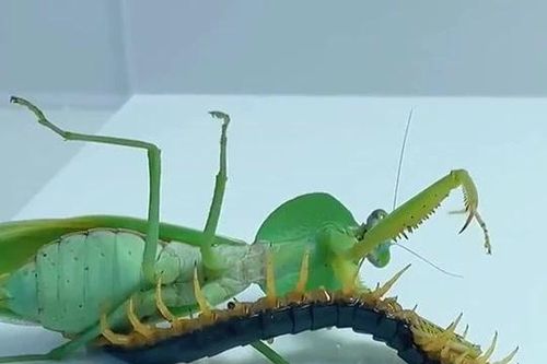 CLIP: Cuộc đụng độ kịch tính giữa bọ ngựa - rết độc và cái kết gây sửng sốt