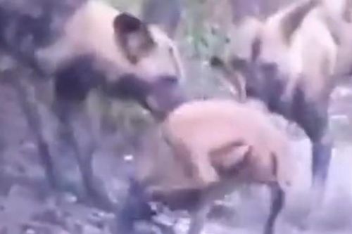 CLIP: Kinh ngạc khoảnh khắc đàn chó hoang châu Phi hạ gục con mồi chỉ trong tích tắc