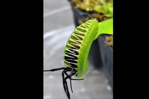 CLIP: Cận cảnh loài cây ăn thịt săn mồi