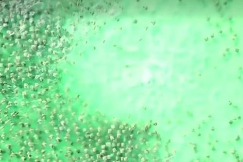 CLIP: Cá mập đơn độc truy đuổi hàng trăm cá đuối gai độc giữa đại dương