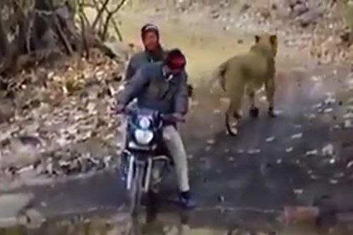 CLIP: Đụng độ 2 người đàn ông đi xe máy, con sư tử làm ra hành động gây 'sốc'