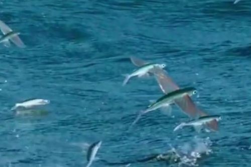 CLIP: Cuộc đào thoát ngoạn mục và cái kết đau lòng của cá chuồn bay