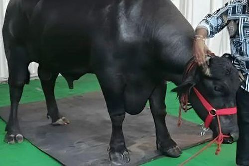Con trâu đặc biệt được trả giá 106 tỷ đồng nhưng người chủ không bán