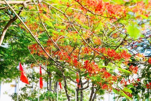 Dưới tán phượng năm ấy