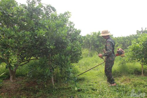 Điện Biên phát triển cây ăn quả lợi thế