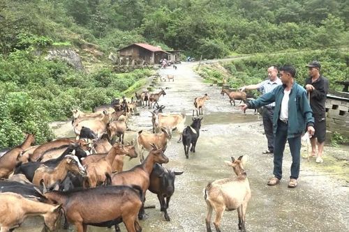 Tăng thu nhập từ nuôi dê