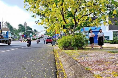 Hoa Osaka 'nhuộm vàng' đường phố Gia Nghĩa
