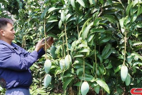 Sông Mã chăm sóc xoài xuất khẩu