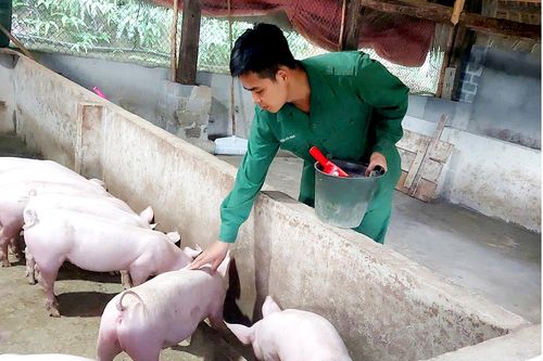 Chàng trai người Tày học Bác khởi nghiệp thành công