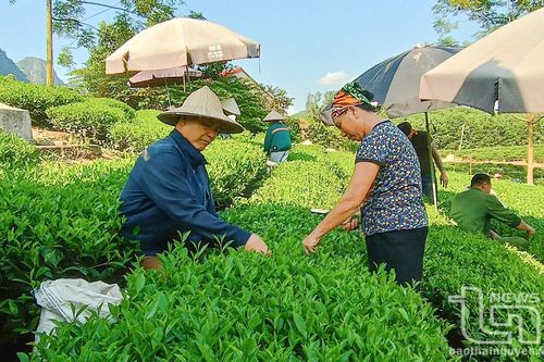 Đồng Hỷ: Trên 2.000ha chè được sản xuất theo tiêu chuẩn VietGAP