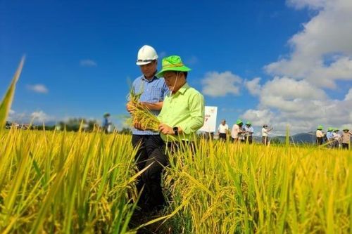 Liên kết sản xuất lúa hình thành những 'cánh đồng vàng' ở Phú Yên