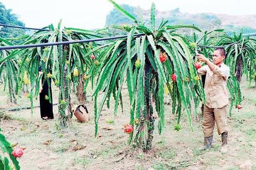 Mùa trái ngọt trên đất dốc của đồng bào dân tộc thiểu số ở Sơn La