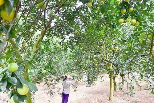 Những cây trồng bạc triệu xóa nghèo ở Na Hang