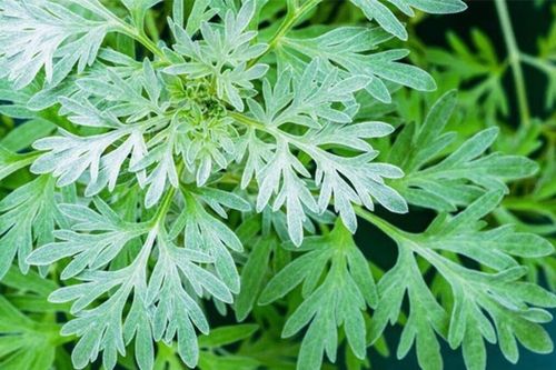 Uống nước lá ngải cứu có tác dụng gì?