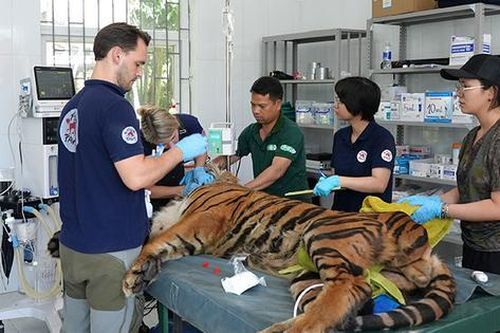 Tiêm vaccine cho 'chúa sơn lâm'