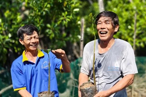 Quảng Ngãi: phủ xanh đầm ngập mặn