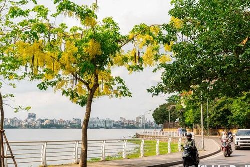 Muồng hoàng yến rực rỡ khoe sắc vàng giữa lòng Thủ đô