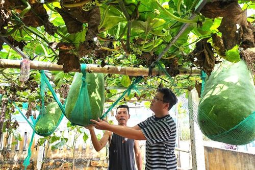 Về Xứ Nẫu, trải nghiệm làng bí đao khổng lồ
