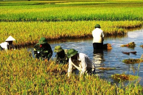Nông dân lo mất trắng vụ mùa lúa Xuân do lép hạt