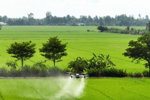 Khẩn trương thu hoạch vụ đông xuân và triển khai nhanh vụ hè thu, vụ mùa