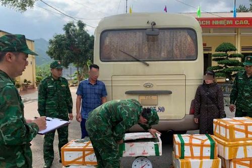 Bắt giữ vụ vận chuyển gần 2 tạ tôm hùm đất không rõ nguồn gốc