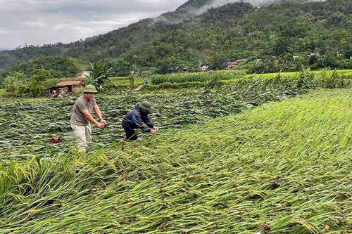 Nhiều diện tích lúa và hoa màu tại Tuyên Quang bị thiệt hại sau mưa lớn kéo dài