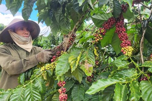 Việt Nam được EU xếp loại 'rủi ro thấp' trong Luật EUDR