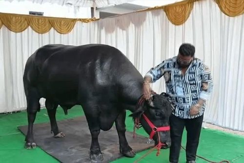 'Sửng sốt' con trâu hơn 100 tỷ, đại gia vẫn xuống tiền