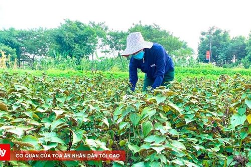 Hà Nội: Cho phép sử dụng địa danh 'Tiến Thắng' để đăng ký nhãn hiệu tập thể