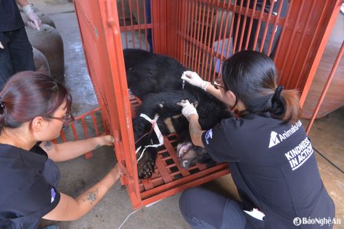 Gấu ngựa hơn 20 năm tuổi ở nuôi nhốt Nghệ An được chuyển giao cho Trung tâm Cứu hộ gấu Việt Nam