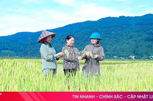 Những giống lúa cho năng suất vượt trội trong vụ xuân tại Hà Tĩnh