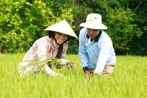 Các địa phương cần khẩn trương thu hoạch nông sản, tránh thiệt hại vì mưa dông