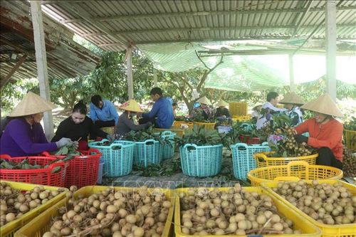 Liên kết xuất khẩu, đưa trái nhãn vượt đại dương
