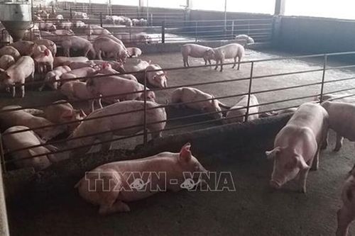 Bến Tre hỗ trợ kinh phí di dời hơn 2.300 cơ sở chăn nuôi