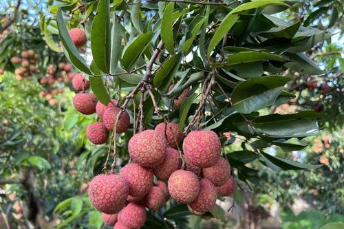 Lục Ngạn 2025: Vải thiều và OCOP - Tinh hoa kết nối phát triển kinh tế địa phương