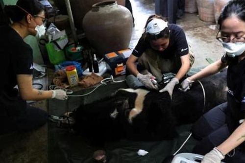 Nghệ An: Chuyển giao cá thể gấu ngựa hơn 20 năm tuổi cho Trung tâm Cứu hộ gấu Việt Nam