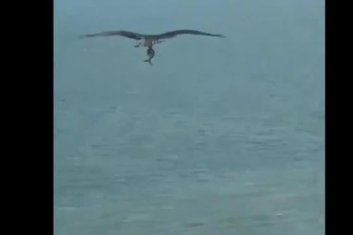 CLIP: Chim săn mồi tha cá giống cá mập bay trên bãi biển khiến người xem kinh ngạc