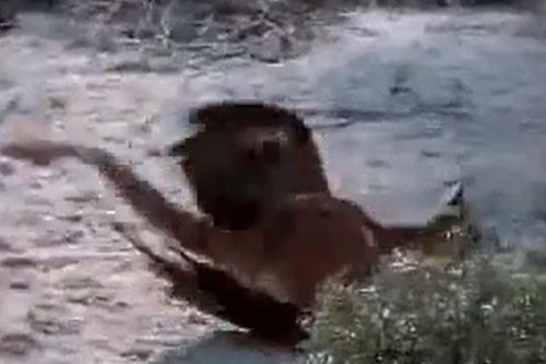 CLIP: Vừa săn được thỏ chưa kịp thưởng thức, đại bàng đã lập tức 'nộp mạng' cho báo sư tử