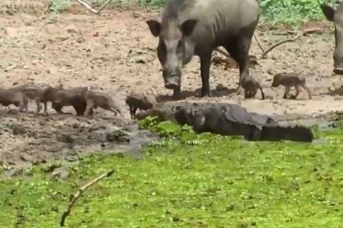 CLIP: Lên bờ săn lợn bướu, cá sấu bị con mồi 'tẩn tơi tả'