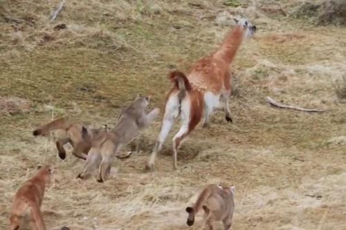 CLIP: Những pha 'quê độ' của dã thú, khi mèo lớn cũng phải câm nín nhìn con mồi chạy thoát