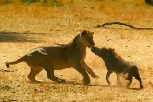 CLIP: Đi săn lợn lòi, sư tử bị con mồi đuổi cho 'chạy té khói'