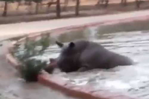 CLIP: Hà mã bất ngờ ra tay nghĩa hiệp cứu tê giác mắc kẹt dưới hồ nước