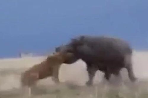 CLIP: Lỡ dại chọc hà mã đang nghỉ ngơi, sư tử bị đối phương ngoạm đầu rồi ném xuống đất thô bạo