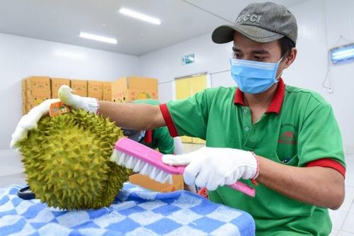 EU đề xuất cử đoàn thanh tra nông sản Việt Nam