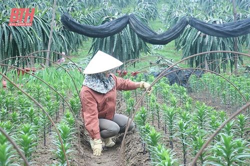 Phát triển các mô hình sản xuất hiệu quả bền vững