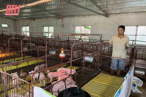 Người dân cẩn trọng tái đàn khi giá lợn hơi tăng cao